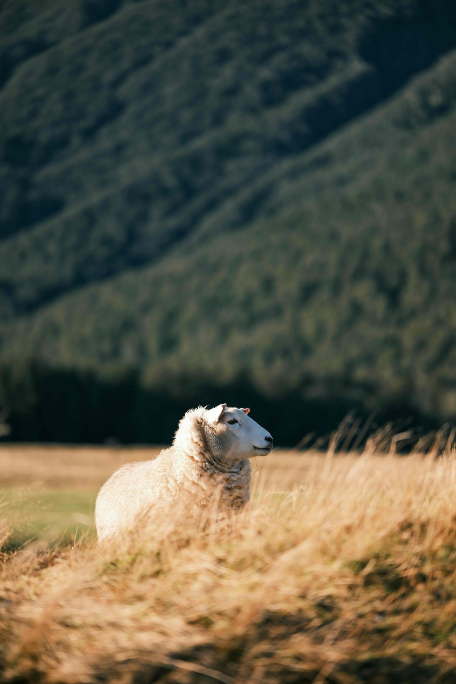 Schaf auf Feld in Neuseeland, Foto-Credit: Alan Jiang via Unsplash